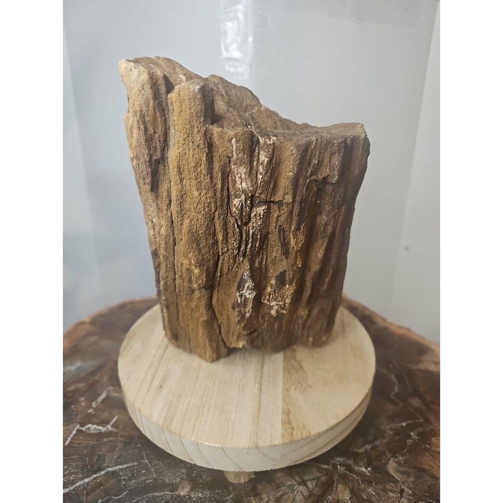 Texas Petrified Wood Raw Mineral Specimen with Stand — Grounding & Ancient Earth Energy | CrystalCloud Company