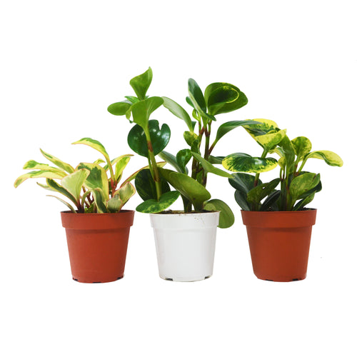 3 Different Peperomia Plants in 4" Pots - Baby Rubber Plants | 4" Plant (3pk/$2) ($13 Ship/47oz) | Wiccan Center