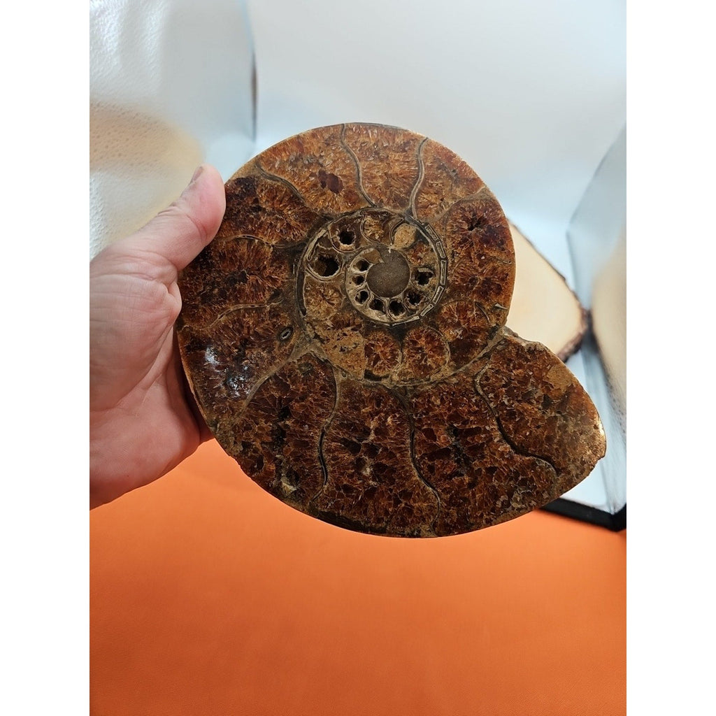2.36LB Rare! Natural Ammonite Fossil Specimen Shell Madagascar