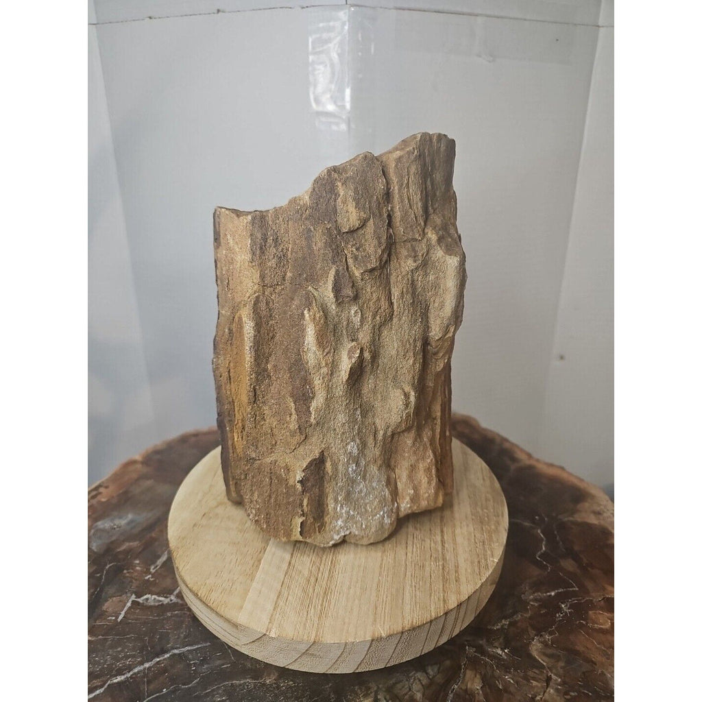 Texas Petrified Wood Raw Mineral Specimen with Stand — Grounding & Ancient Earth Energy | CrystalCloud Company