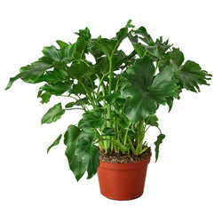 Philodendron ‘Little Hope' | Default | Wiccan Center