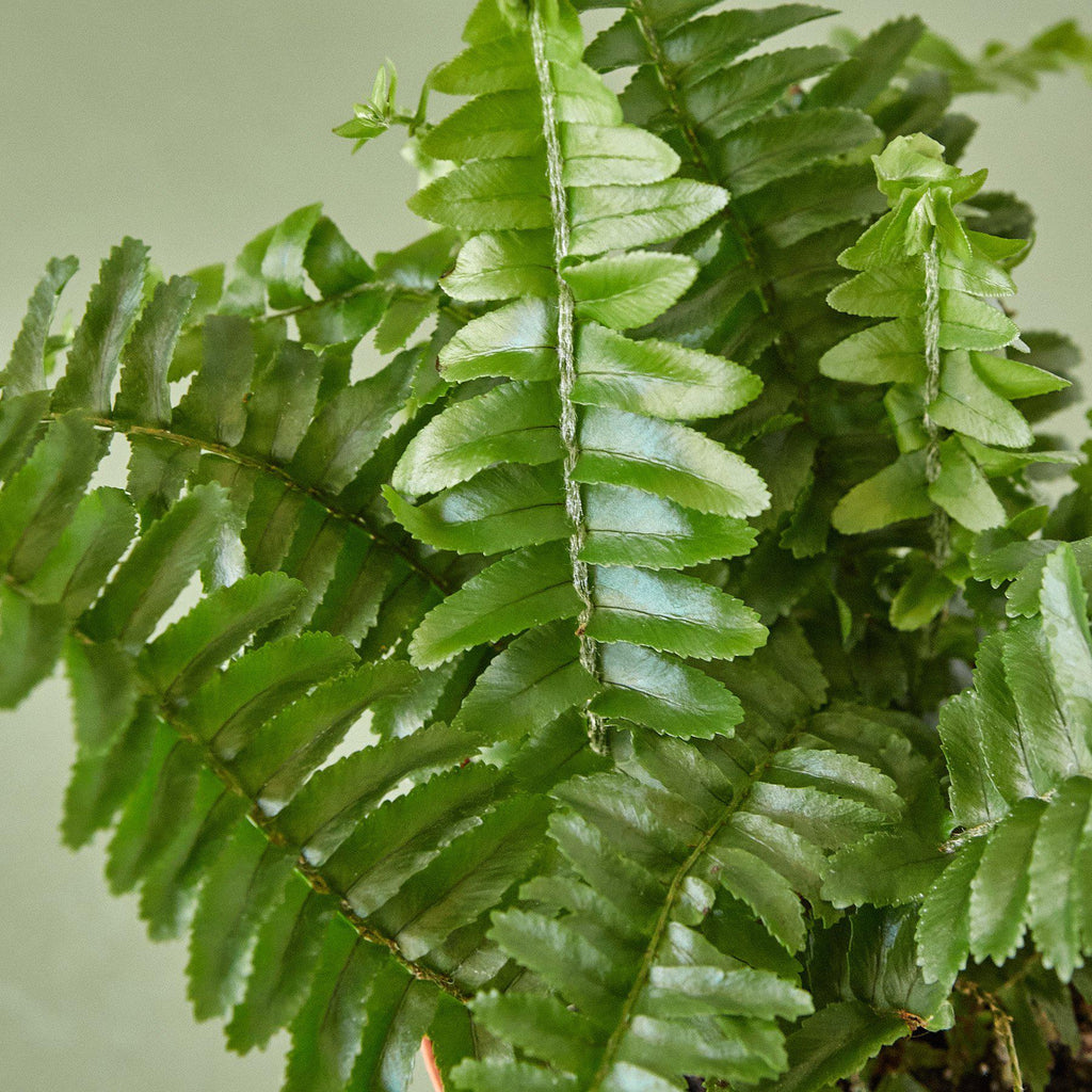 Jester's Crown Fern | Indoor Plants | Wiccan Center