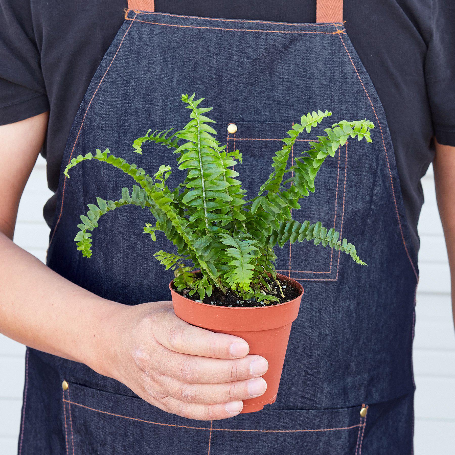 Jester's Crown Fern | Indoor Plants | Wiccan Center