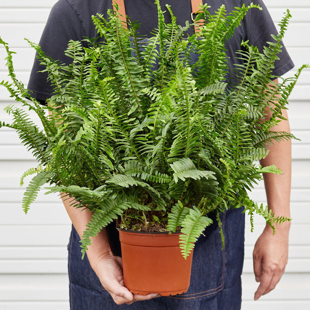 Jester's Crown Fern | Indoor Plants | Wiccan Center