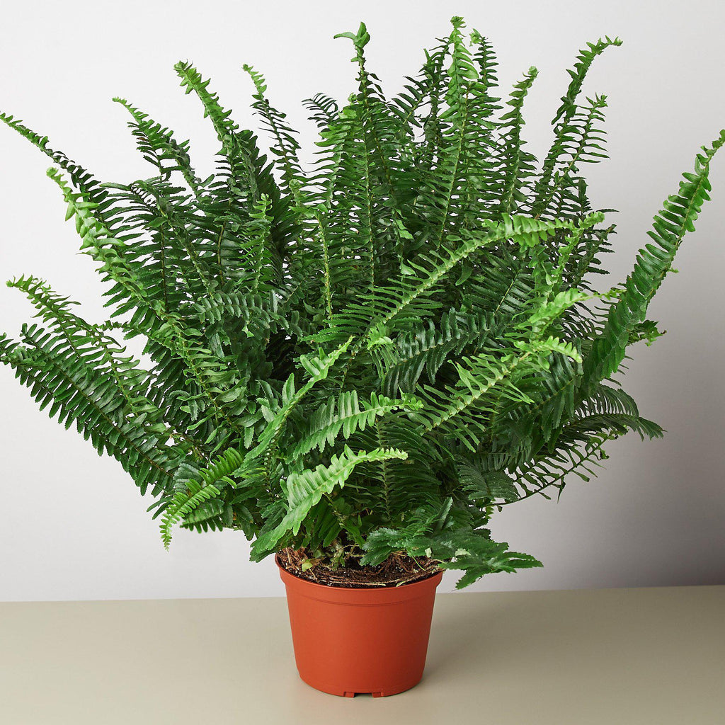 Jester's Crown Fern | Indoor Plants | Wiccan Center