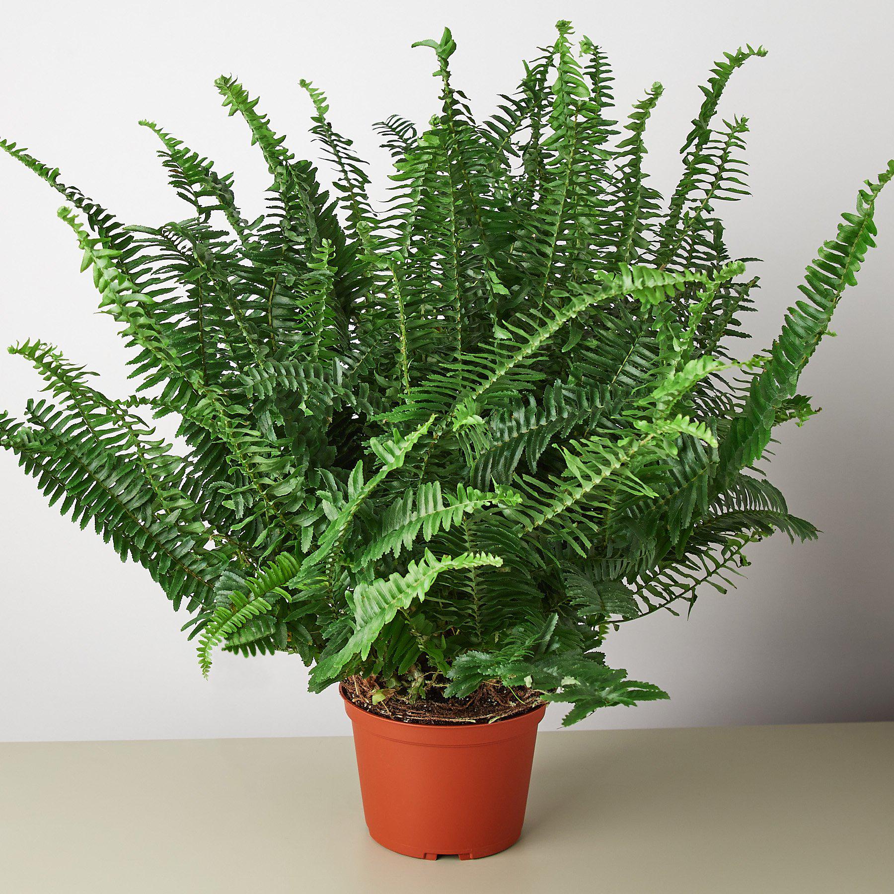 Jester's Crown Fern | Indoor Plants | Wiccan Center