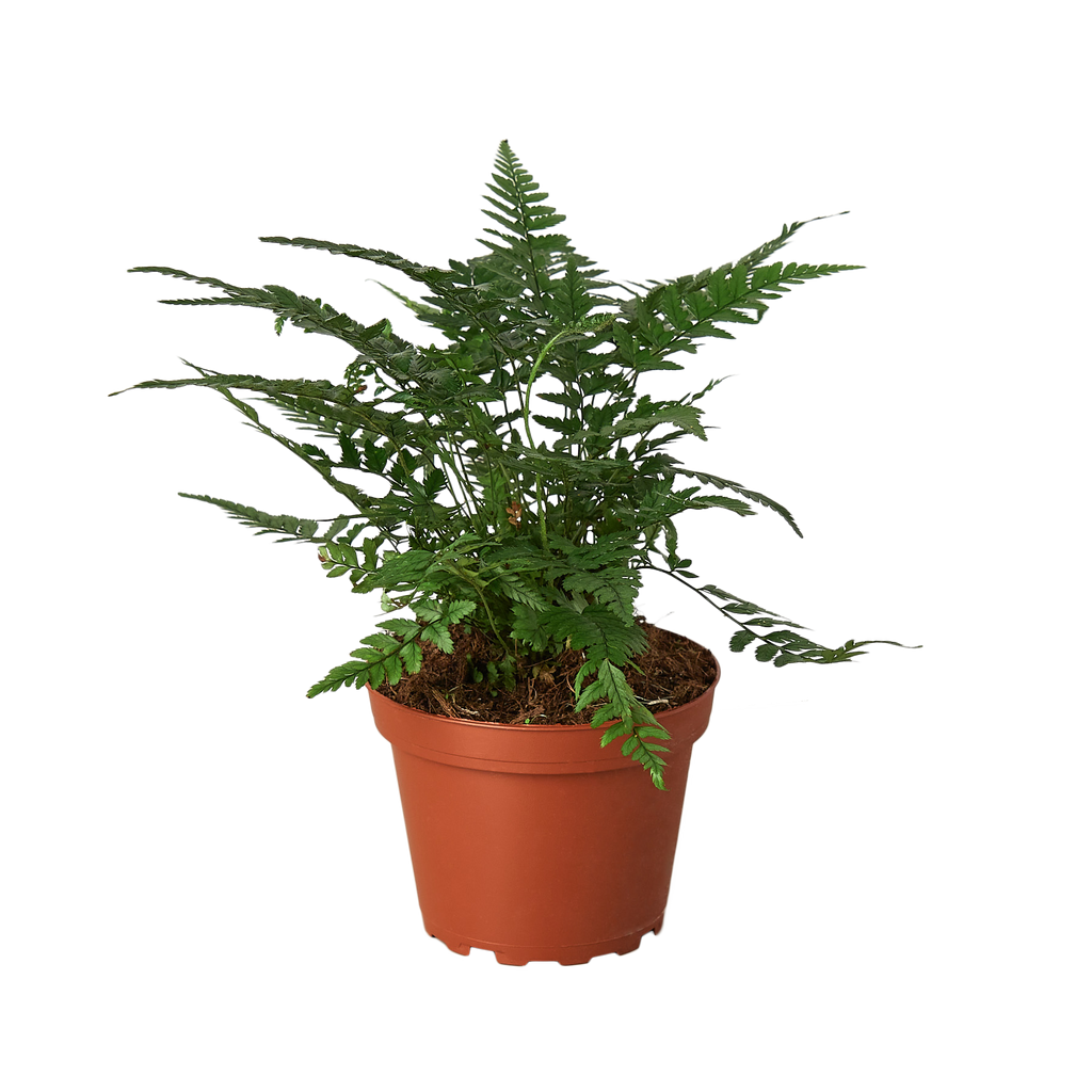 'Korean Rock' Fern | Indoor Plants | Wiccan Center