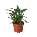 'Korean Rock' Fern | Indoor Plants | Wiccan Center