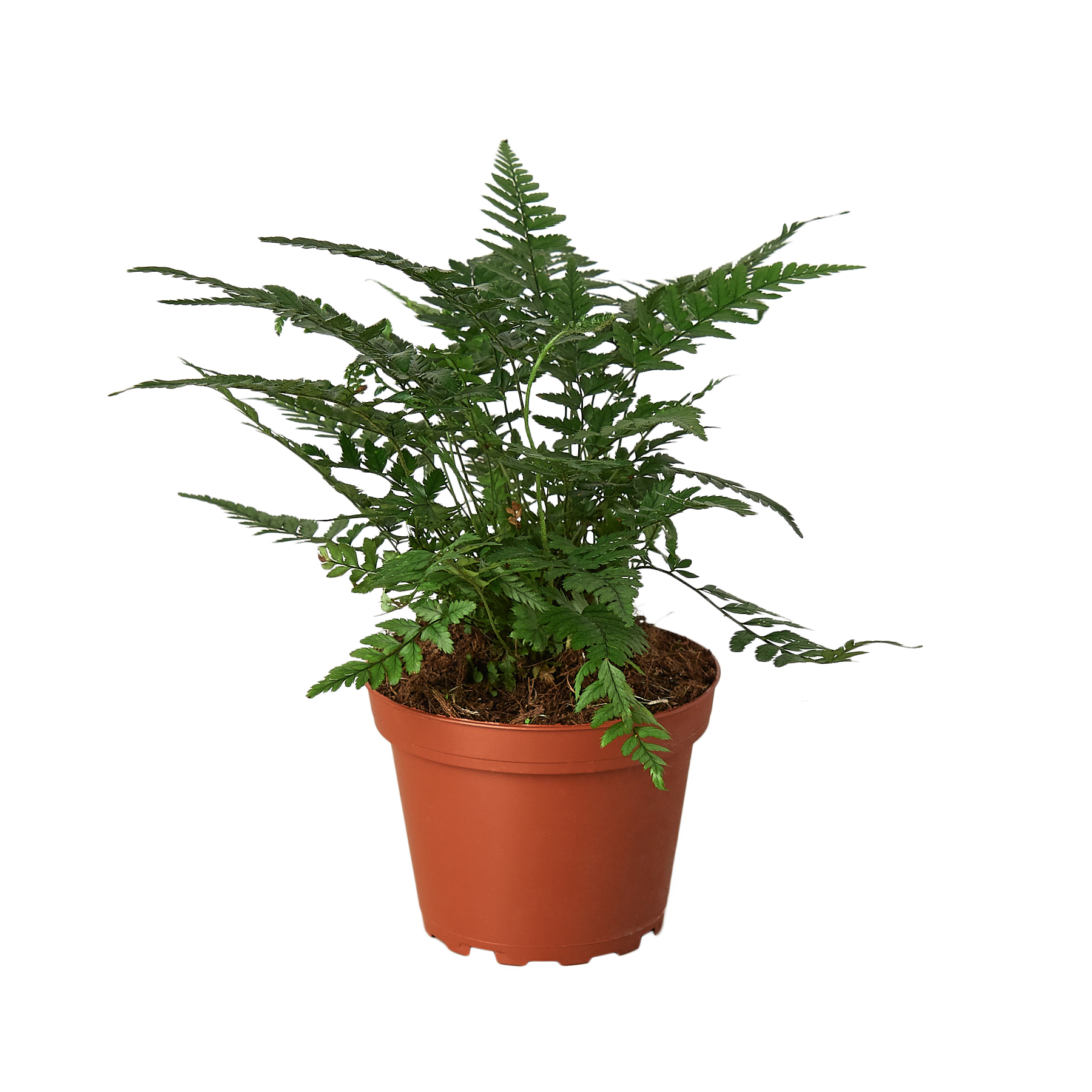 'Korean Rock' Fern | Indoor Plants | Wiccan Center