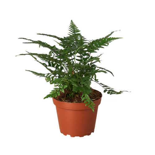 'Korean Rock' Fern | Indoor Plants | Wiccan Center