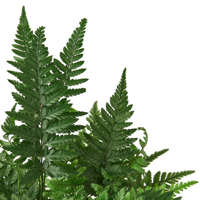 'Korean Rock' Fern | Indoor Plants | Wiccan Center