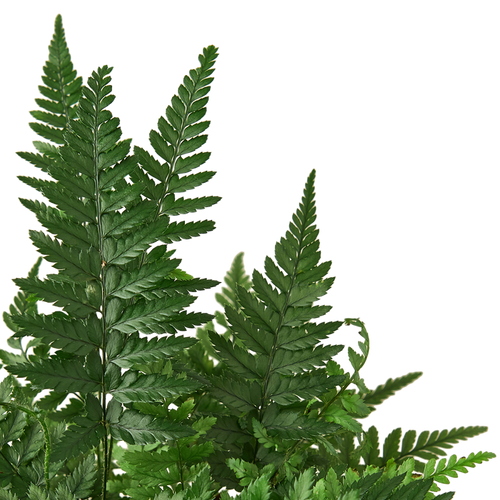 'Korean Rock' Fern | Indoor Plants | Wiccan Center