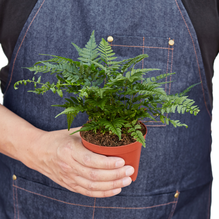 'Korean Rock' Fern | Indoor Plants | Wiccan Center