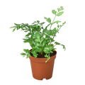 Fern 'Silver Lace' | 2" Plant (1pk/$0.75) ($4 Ship/12oz) | Wiccan Center
