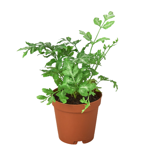 Fern 'Silver Lace' | 2" Plant (1pk/$0.75) ($4 Ship/12oz) | Wiccan Center