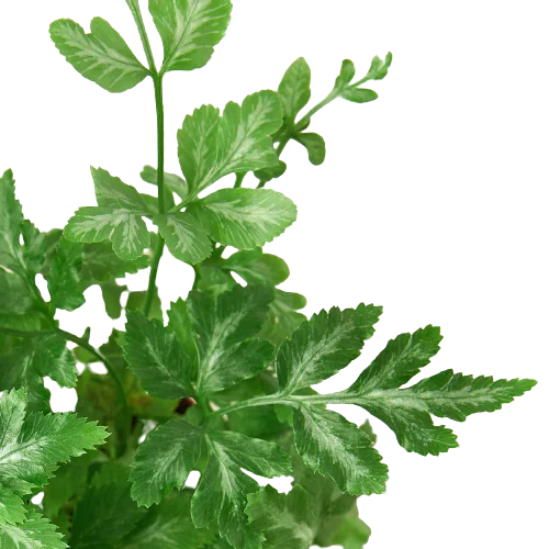Fern 'Silver Lace' | 2" Plant (1pk/$0.75) ($4 Ship/12oz) | Wiccan Center