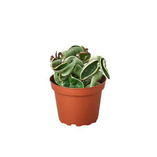 Hoya 'Rope Plant' Variegated | 4" Plant | Wiccan Center
