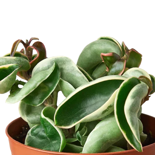 Hoya 'Rope Plant' Variegated | 4" Plant | Wiccan Center