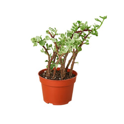 Succulent 'Rainbow Elephant Bush' | Succulent | Wiccan Center