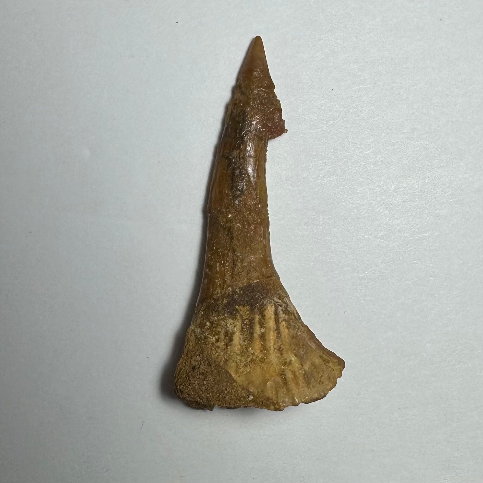 Onchopristis Barb/Tooth (MD) | Fossils | Wiccan Center