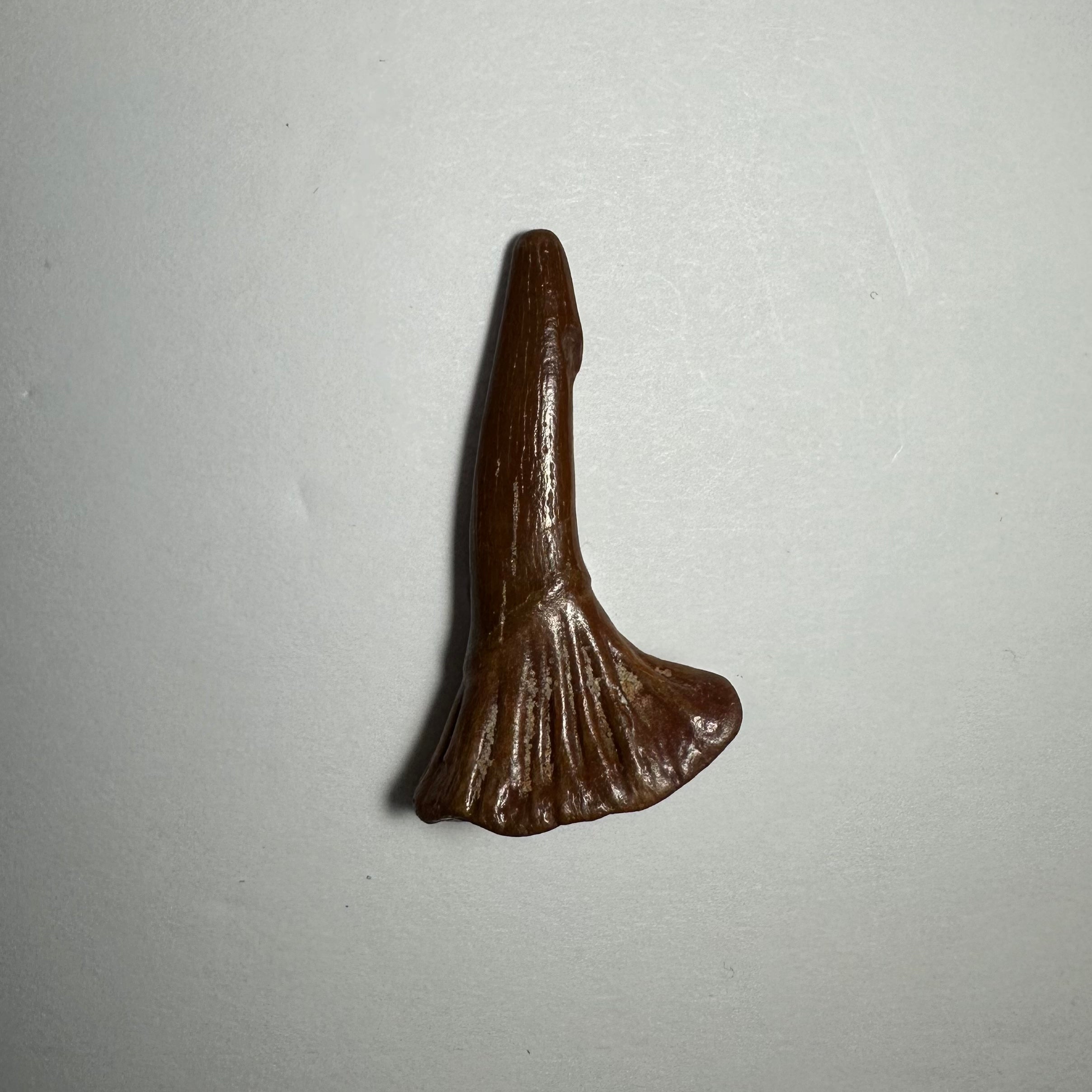 Onchopristis Barb/Tooth (SM) from Morocco | Fossils | Wiccan Center