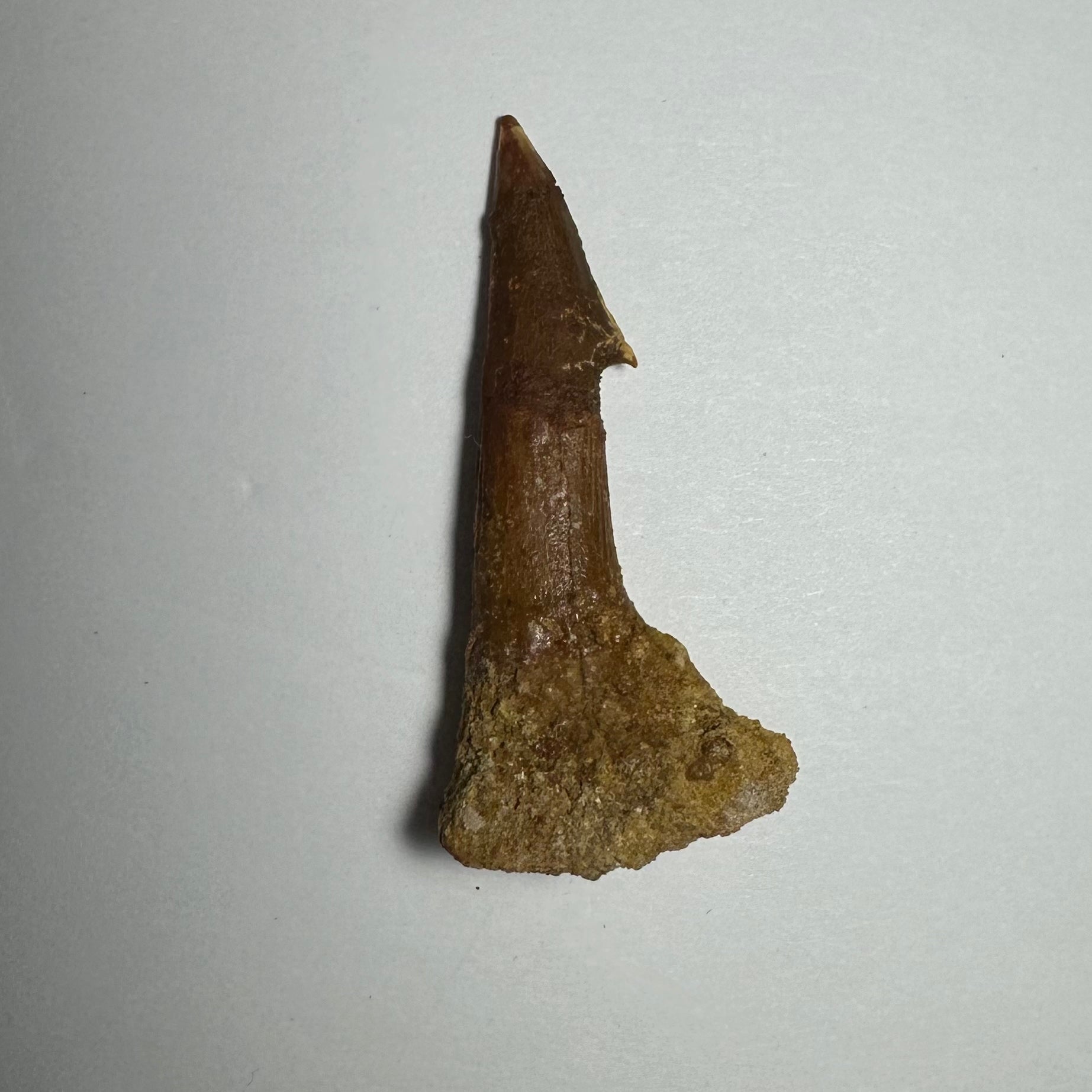 Onchopristis Barb/Tooth (MD) | Fossils | Wiccan Center