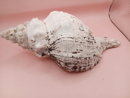 11.5" Horse Conch Shell with Barnacle Growth & Periostracum – Fasciolaria gigante | | Wiccan Center