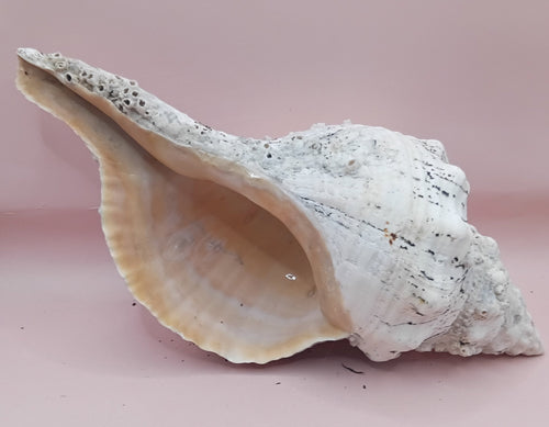 11.5" Horse Conch Shell with Barnacle Growth & Periostracum – Fasciolaria gigante | | Wiccan Center