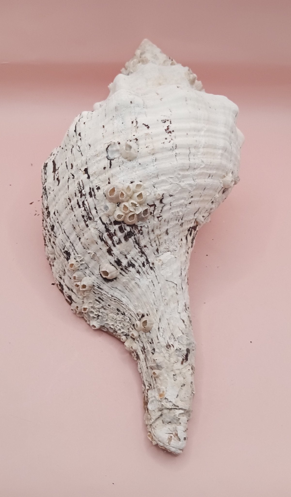 11.5" Horse Conch Shell with Barnacle Growth & Periostracum – Fasciolaria gigante