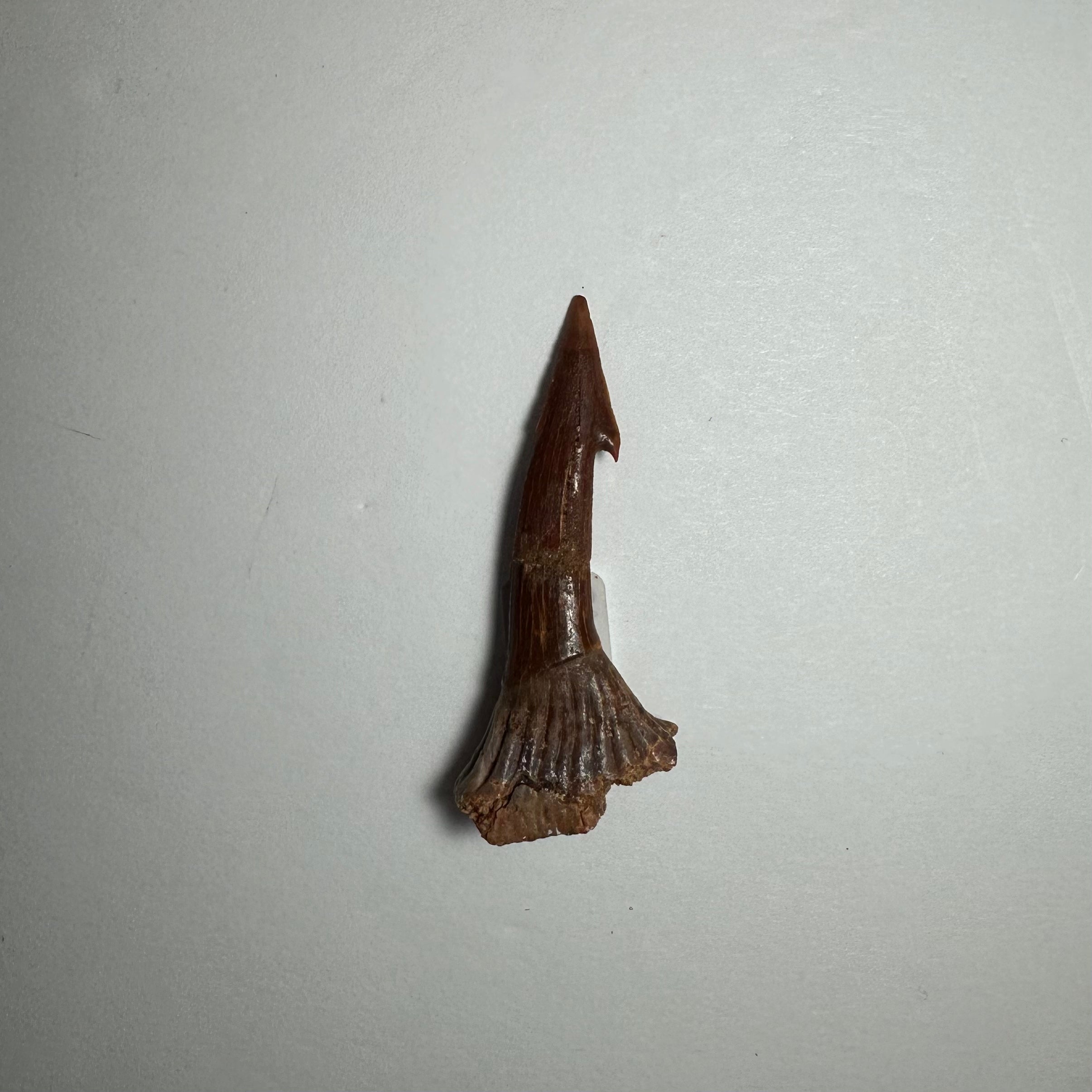 Onchopristis Barb/Tooth (SM) from Morocco | Fossils | Wiccan Center