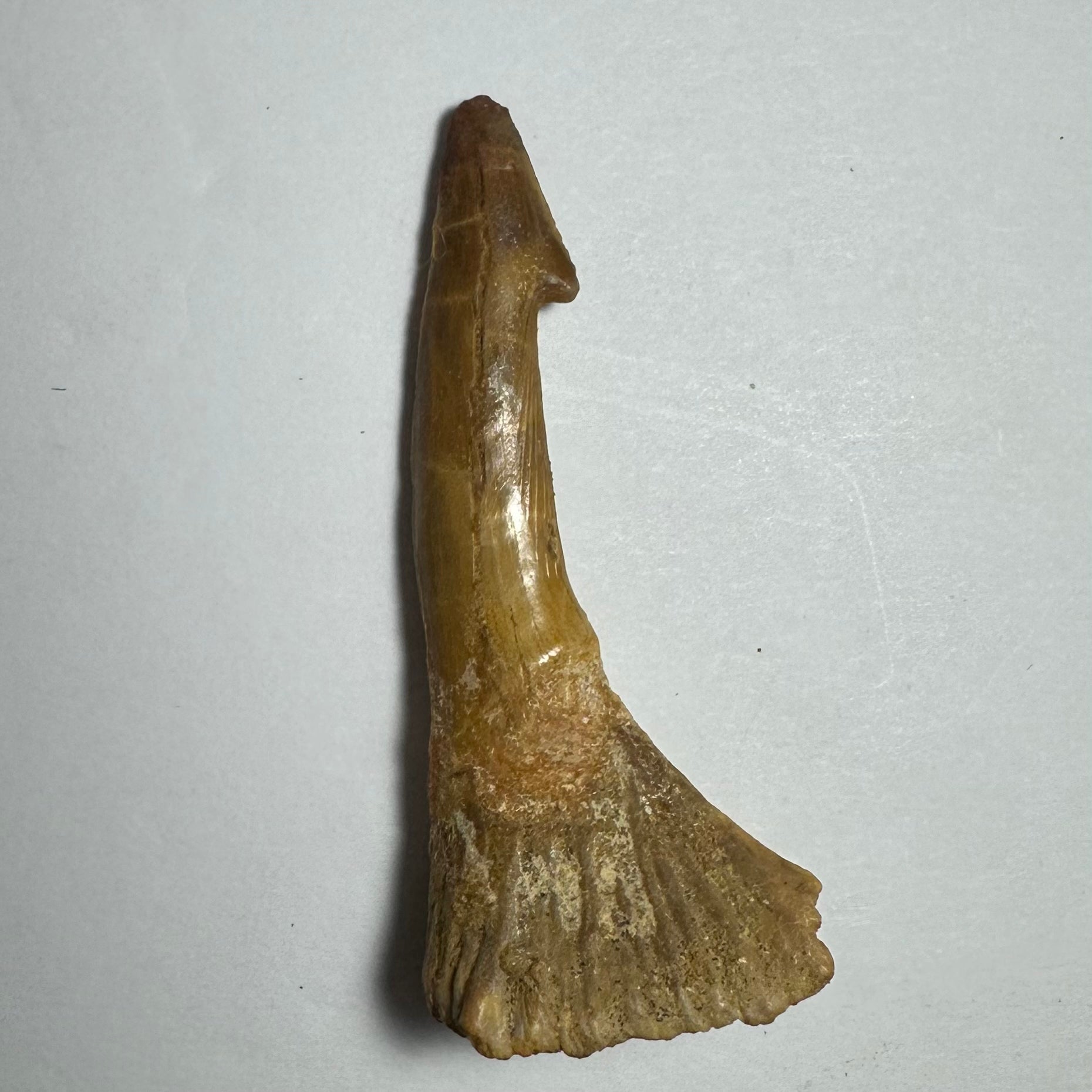 Onchopristis Barb/Tooth (MD) | Fossils | Wiccan Center