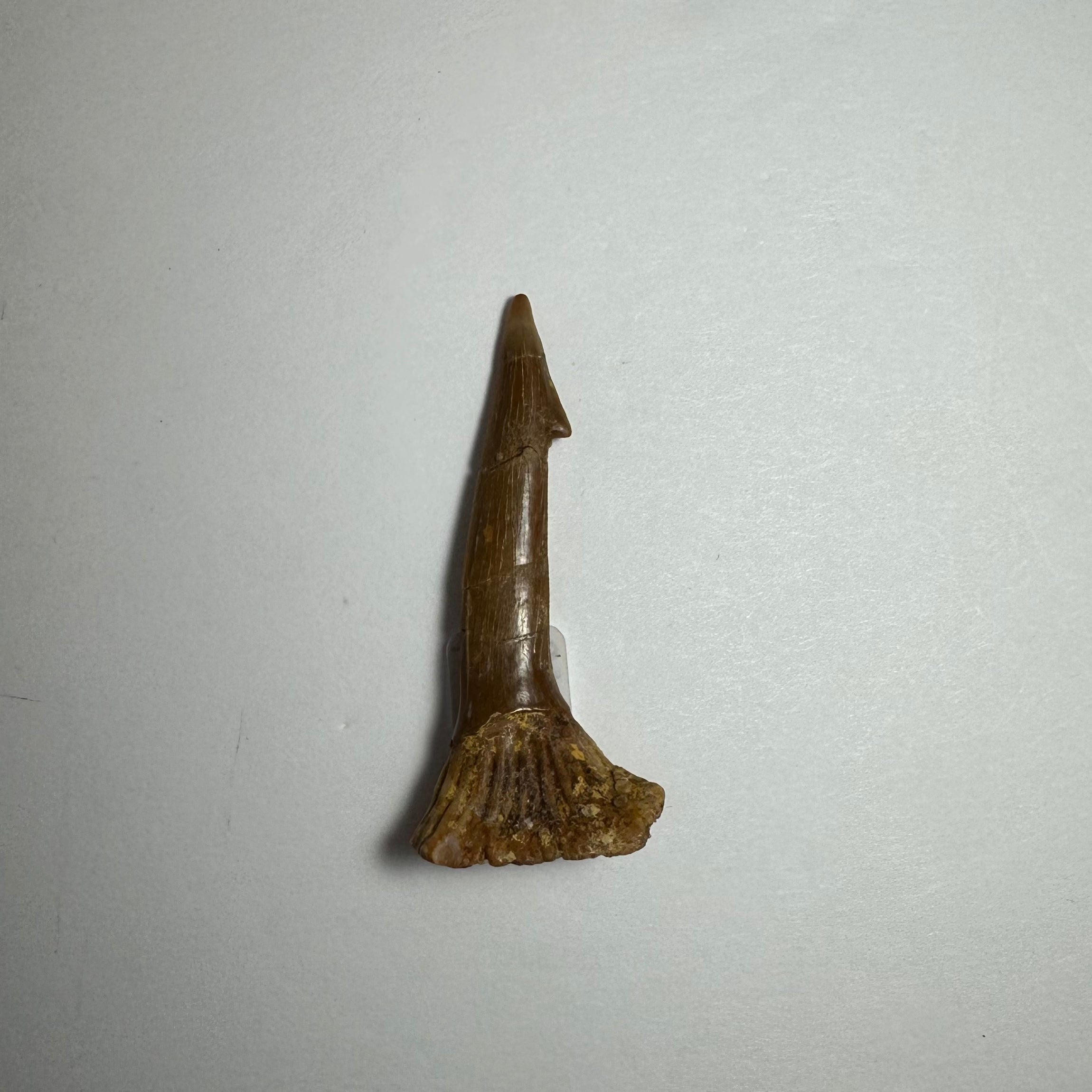 Onchopristis Barb/Tooth (SM) from Morocco | Fossils | Wiccan Center