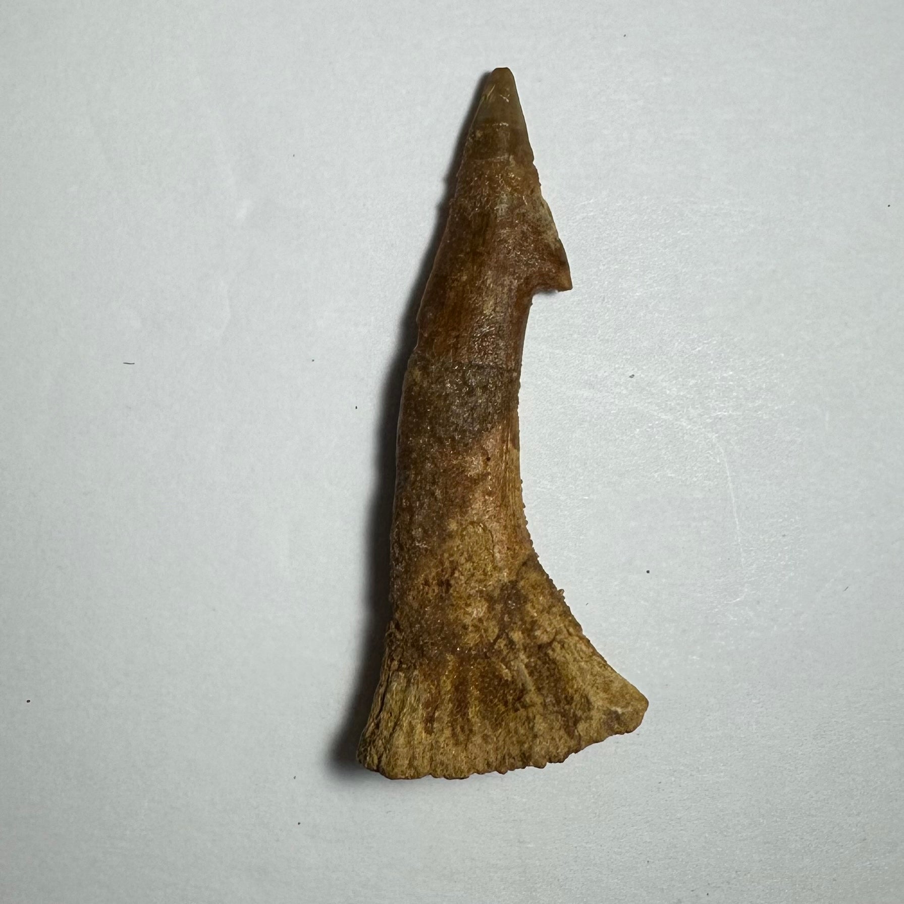 Onchopristis Barb/Tooth (MD) | Fossils | Wiccan Center
