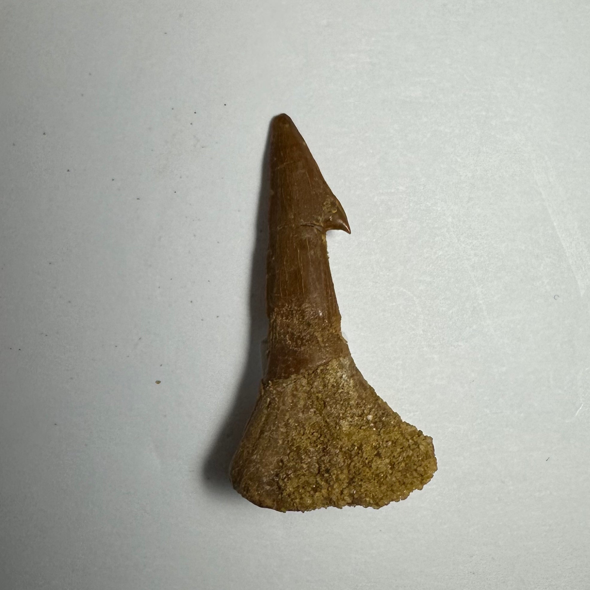 Onchopristis Barb/Tooth (SM) from Morocco | Fossils | Wiccan Center