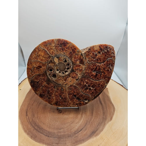 2.36LB Rare! Natural Ammonite Fossil Specimen Shell Madagascar | Fossils & Rare Specimens | Wiccan Center