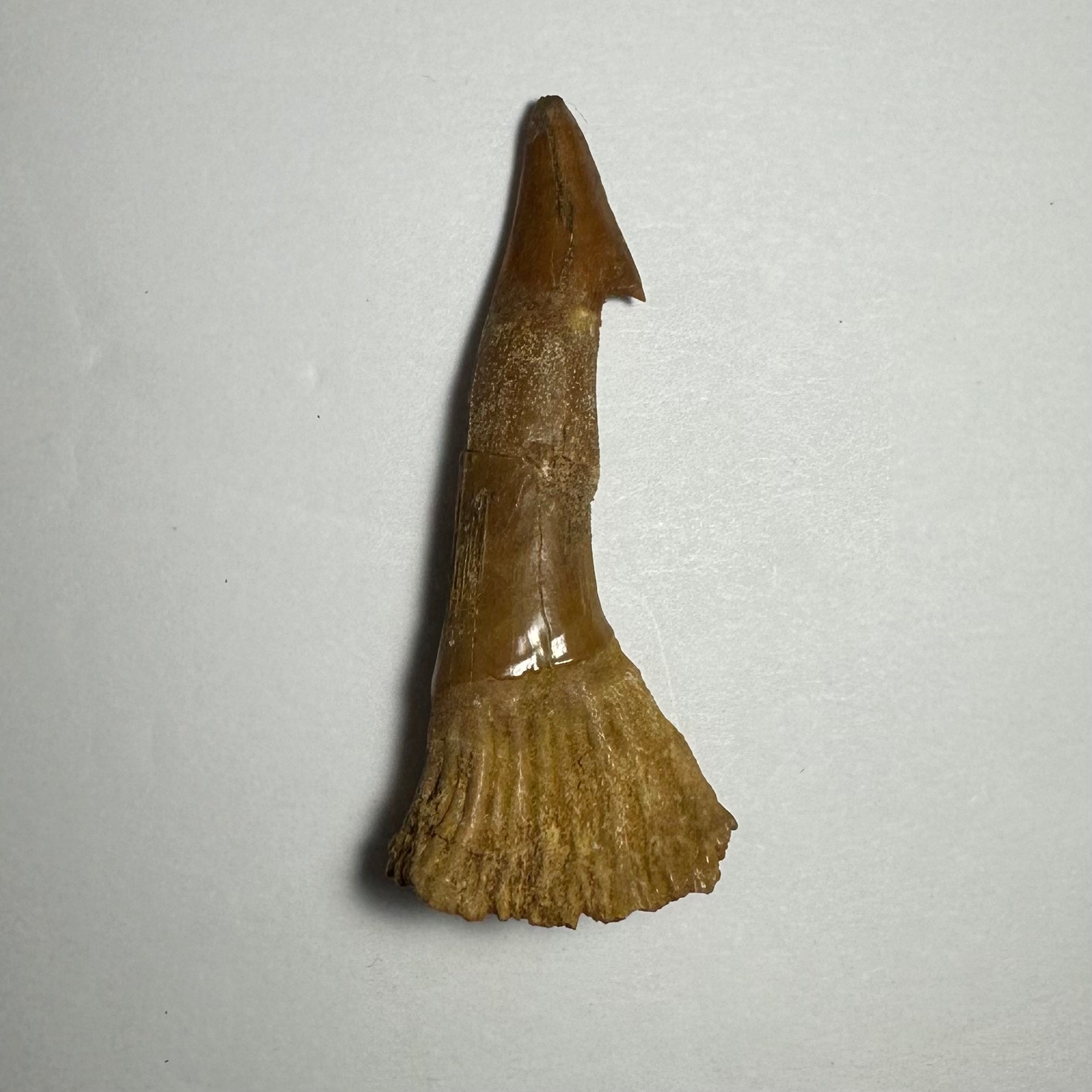 Onchopristis Barb/Tooth (MD) | Fossils | Wiccan Center