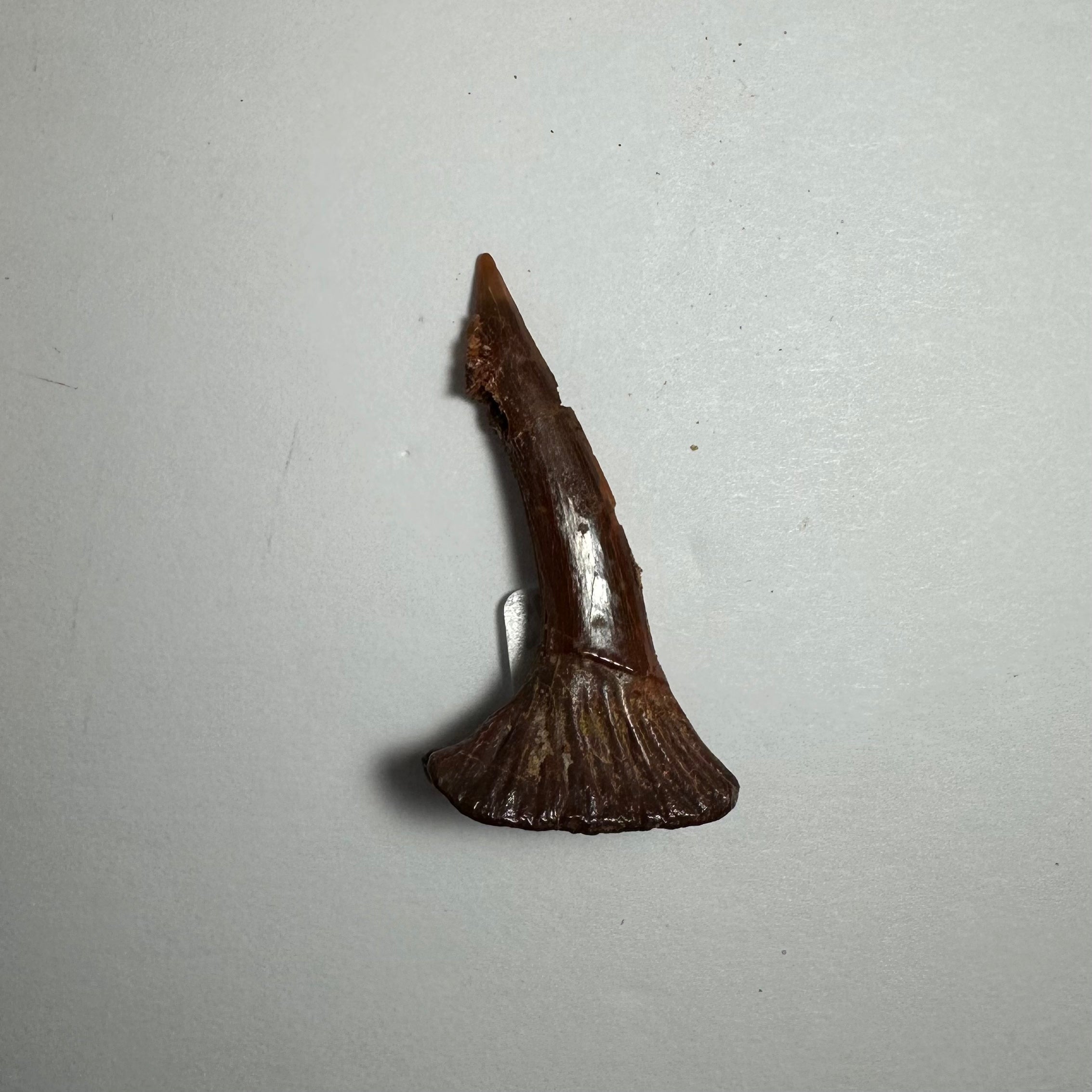 Onchopristis Barb/Tooth (SM) from Morocco | Fossils | Wiccan Center