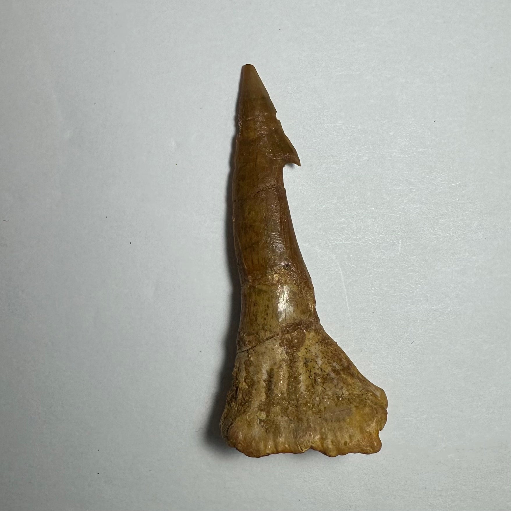 Onchopristis Barb/Tooth (MD) | Fossils | Wiccan Center