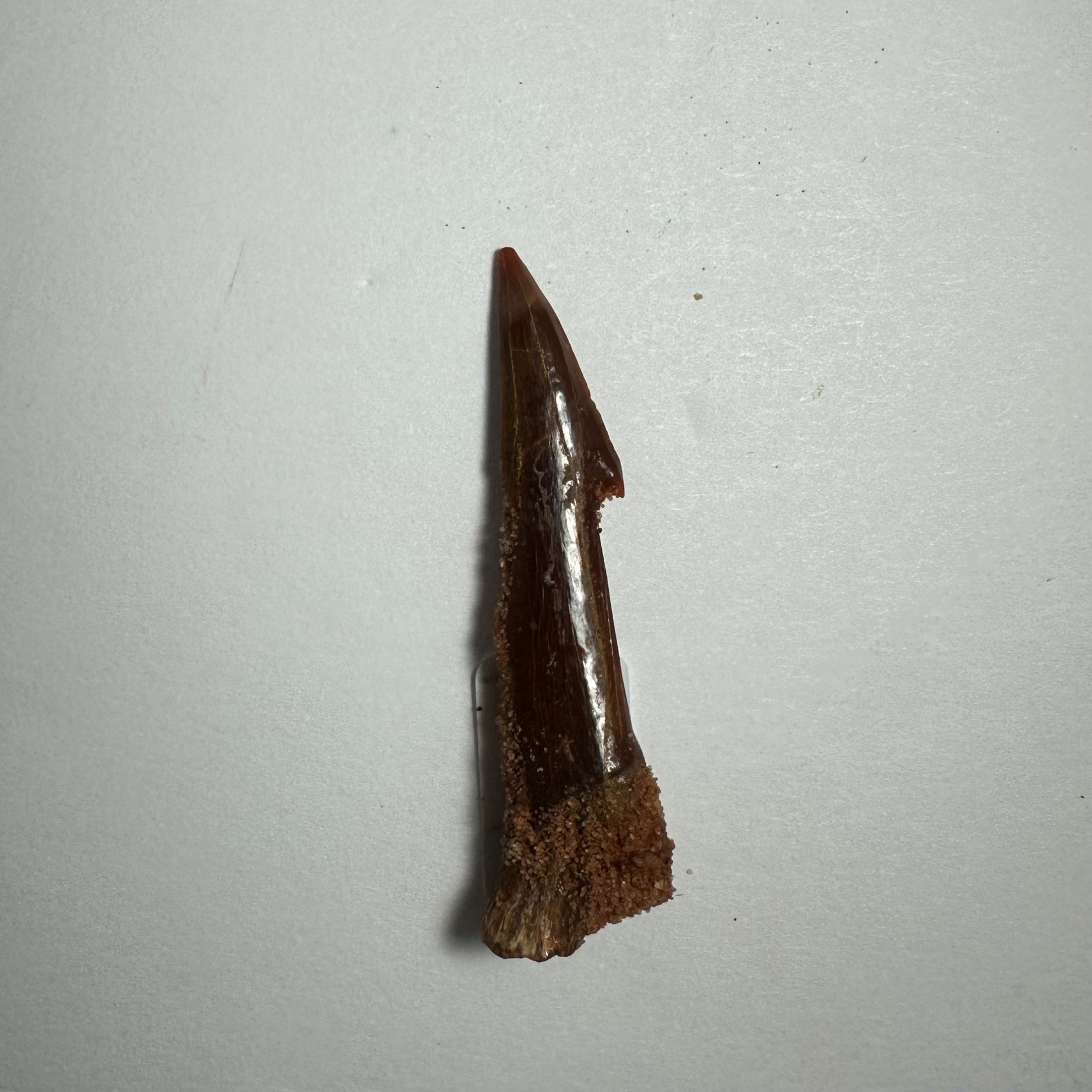 Onchopristis Barb/Tooth (SM) from Morocco | Fossils | Wiccan Center