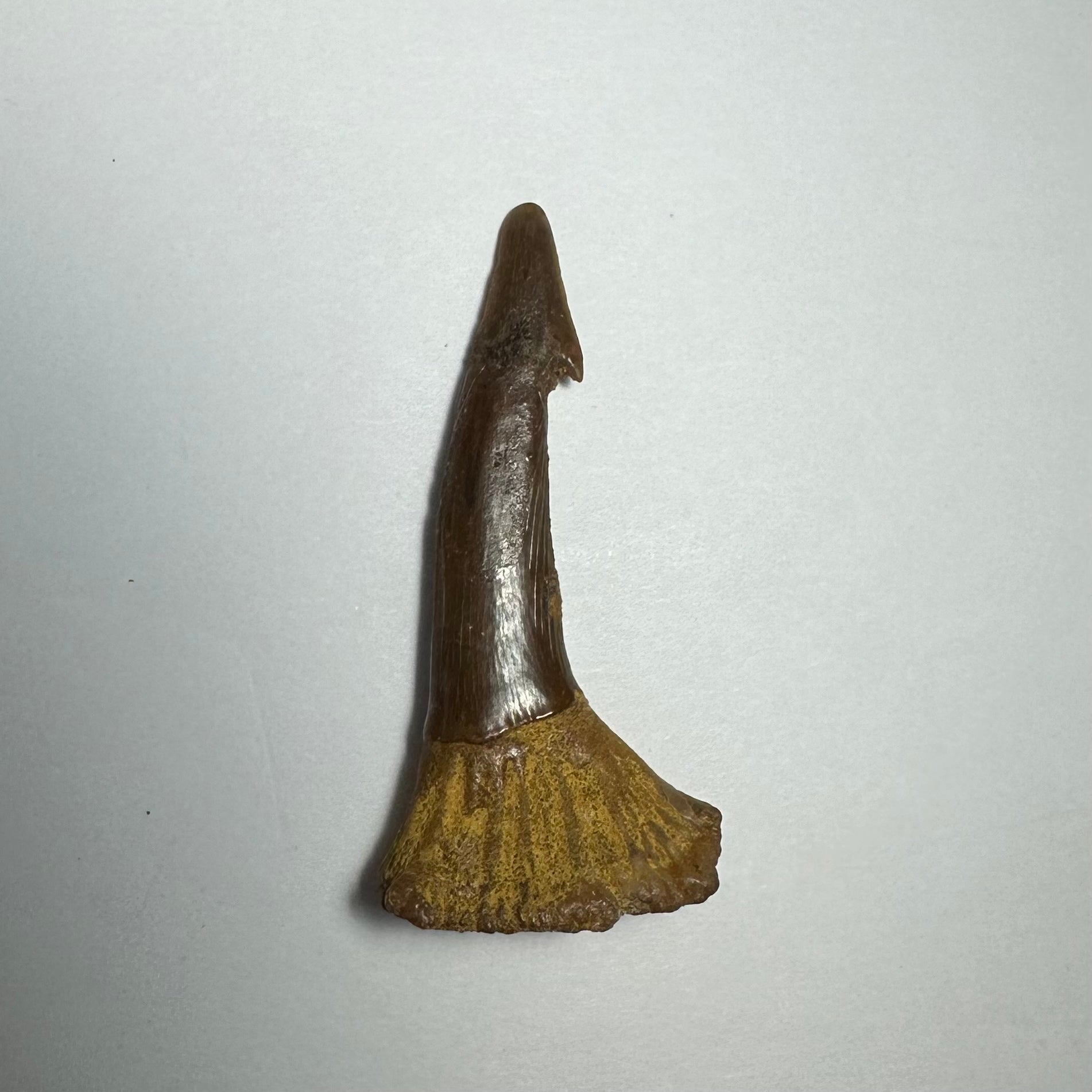 Onchopristis Barb/Tooth (MD) | Fossils | Wiccan Center