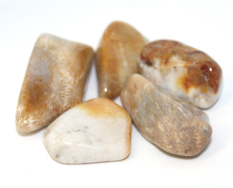 Coral Fossilized - Tumbled | Tumbled Gemstone | Wiccan Center