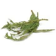 Cedar Tips - Western Red (1 oz) | Herbs | Wiccan Center