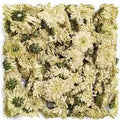 Chrysanthemum Flowers (1 oz) | Herbs | Wiccan Center