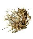 Devil's Shoestring Root (1oz) | Herbs | Wiccan Center