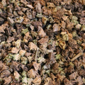 Tribulus Fruit - Whole (1 oz) | Herbs | Wiccan Center