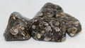 Agate Turritella - Tumbled | Tumbled Gemstone | Wiccan Center