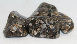 Agate Turritella - Tumbled | Tumbled Gemstone | Wiccan Center