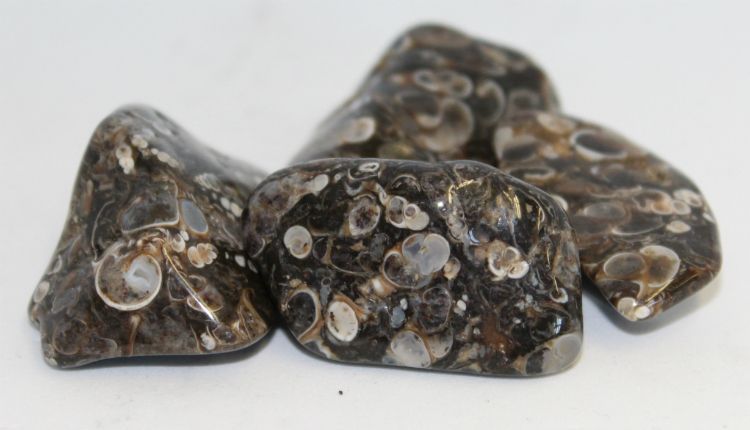 Agate Turritella - Tumbled | Tumbled Gemstone | Wiccan Center