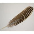 Turkey Barred Feather 10-12" | Smudge | Wiccan Center