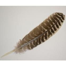 Turkey Barred Feather 10-12" | Smudge | Wiccan Center